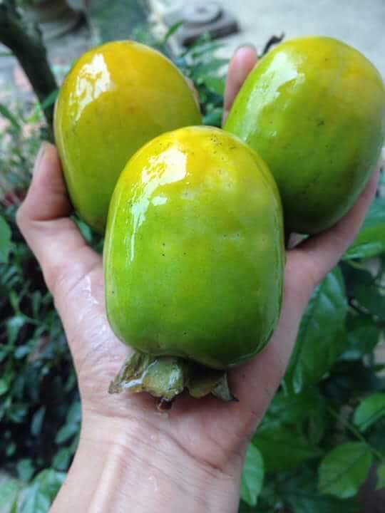 Hong Gia Thanh 2-1